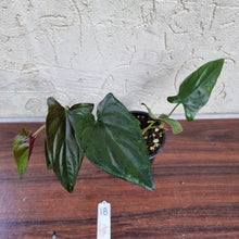Load image into Gallery viewer, #18 Syngonium Erythrophyllum