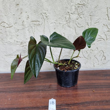 Load image into Gallery viewer, #18 Syngonium Erythrophyllum