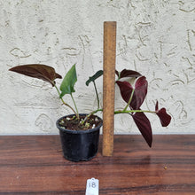 Load image into Gallery viewer, #18 Syngonium Erythrophyllum