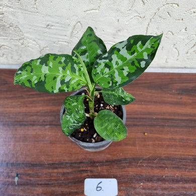 #6 Aglaonema Pictum Tricolor