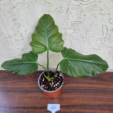 #60 Philodendron Corsinianum / 'Bronze Shield'