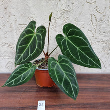 Load image into Gallery viewer, #21 Anthurium Crystallinum x - Flowering Maturity