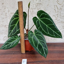 Load image into Gallery viewer, #21 Anthurium Crystallinum x - Flowering Maturity
