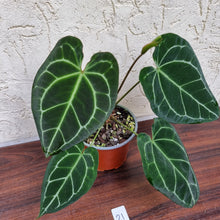 Load image into Gallery viewer, #21 Anthurium Crystallinum x - Flowering Maturity