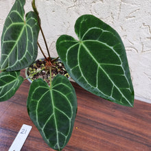 Load image into Gallery viewer, #21 Anthurium Crystallinum x - Flowering Maturity
