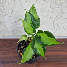 Load image into Gallery viewer, #31 Aglaonema Modestum Medio Pictum / Shingii