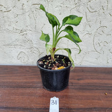 Load image into Gallery viewer, #31 Aglaonema Modestum Medio Pictum / Shingii