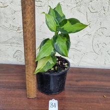 Load image into Gallery viewer, #31 Aglaonema Modestum Medio Pictum / Shingii