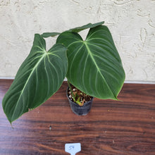 Load image into Gallery viewer, #59 Philodendron Gloriosum