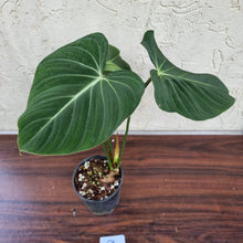 Load image into Gallery viewer, #59 Philodendron Gloriosum