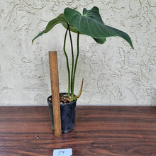 Load image into Gallery viewer, #59 Philodendron Gloriosum