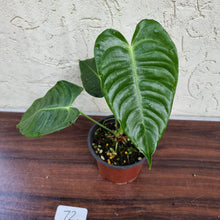 Load image into Gallery viewer, #72 Anthurium Veitchii - Wide Form