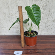 Load image into Gallery viewer, #72 Anthurium Veitchii - Wide Form