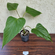 Load image into Gallery viewer, #71 Anthurium Bosworth Beauty