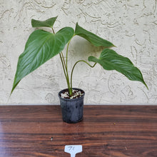 Load image into Gallery viewer, #71 Anthurium Bosworth Beauty