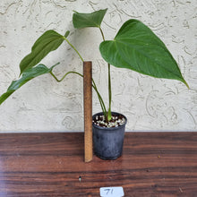 Load image into Gallery viewer, #71 Anthurium Bosworth Beauty