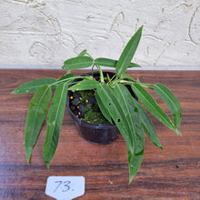 Load image into Gallery viewer, #73 Anthurium Pallidiflorum - Multiple heads