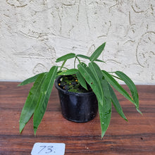 Load image into Gallery viewer, #73 Anthurium Pallidiflorum - Multiple heads
