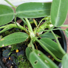 Load image into Gallery viewer, #73 Anthurium Pallidiflorum - Multiple heads