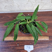 Load image into Gallery viewer, #73 Anthurium Pallidiflorum - Multiple heads