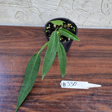 Load image into Gallery viewer, #330 Anthurium Pallidiflorum