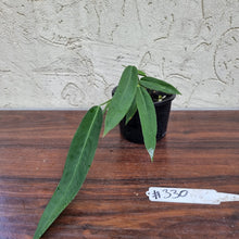 Load image into Gallery viewer, #330 Anthurium Pallidiflorum