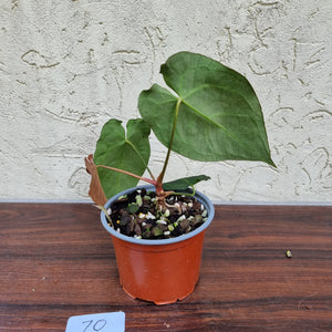 #70 Anthurium 'Dark Night'