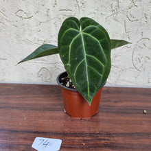 Load image into Gallery viewer, #74 Anthurium &#39;Black Sensation&#39; x Crystallinum