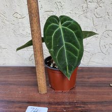 Load image into Gallery viewer, #74 Anthurium &#39;Black Sensation&#39; x Crystallinum