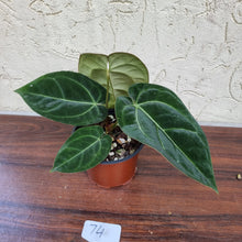 Load image into Gallery viewer, #74 Anthurium &#39;Black Sensation&#39; x Crystallinum
