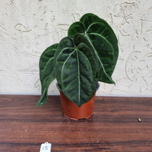 Load image into Gallery viewer, #15 Anthurium &#39;Black Sensation&#39; x Crystallinum