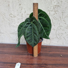 Load image into Gallery viewer, #15 Anthurium &#39;Black Sensation&#39; x Crystallinum