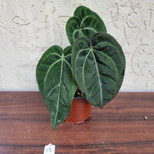 Load image into Gallery viewer, #15 Anthurium &#39;Black Sensation&#39; x Crystallinum