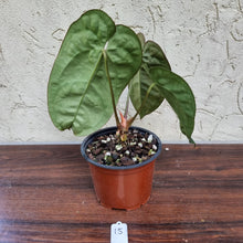 Load image into Gallery viewer, #15 Anthurium &#39;Black Sensation&#39; x Crystallinum
