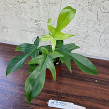 Load image into Gallery viewer, #370 Philodendron Florida Ghost - NON TC