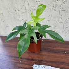 Load image into Gallery viewer, #370 Philodendron Florida Ghost - NON TC