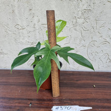 Load image into Gallery viewer, #370 Philodendron Florida Ghost - NON TC