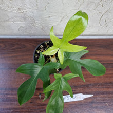 Load image into Gallery viewer, #370 Philodendron Florida Ghost - NON TC