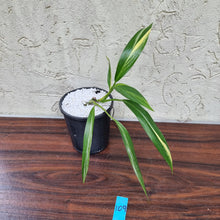 Load image into Gallery viewer, #109 Variegated Epipremnum Amplissimum