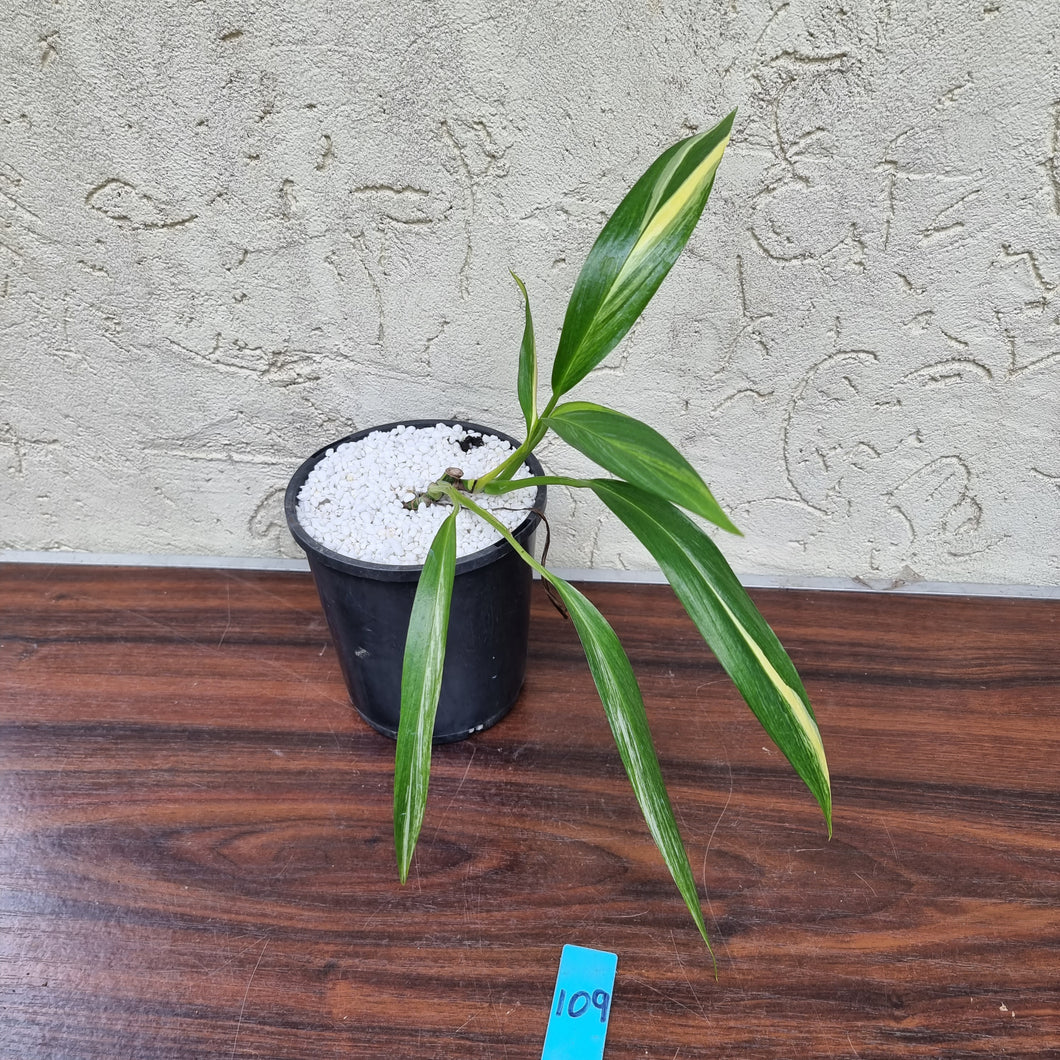 #109 Variegated Epipremnum Amplissimum
