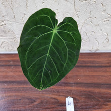 Load image into Gallery viewer, #4 Dark Anthurium Complex hybrid