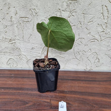 Load image into Gallery viewer, #4 Dark Anthurium Complex hybrid