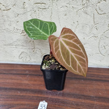 Load image into Gallery viewer, #33 Anthurium Magnificum Hybrid x