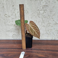 Load image into Gallery viewer, #33 Anthurium Magnificum Hybrid x
