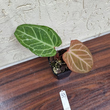 Load image into Gallery viewer, #33 Anthurium Magnificum Hybrid x