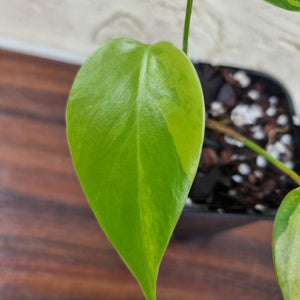 #84 Variegated Monstera Borsigiana Aurea - Well rooted/shot cutting