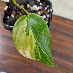 #84 Variegated Monstera Borsigiana Aurea - Well rooted/shot cutting