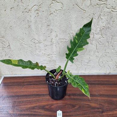 #11 Philodendron Autumn Queen - Rooted/Shot Cutting