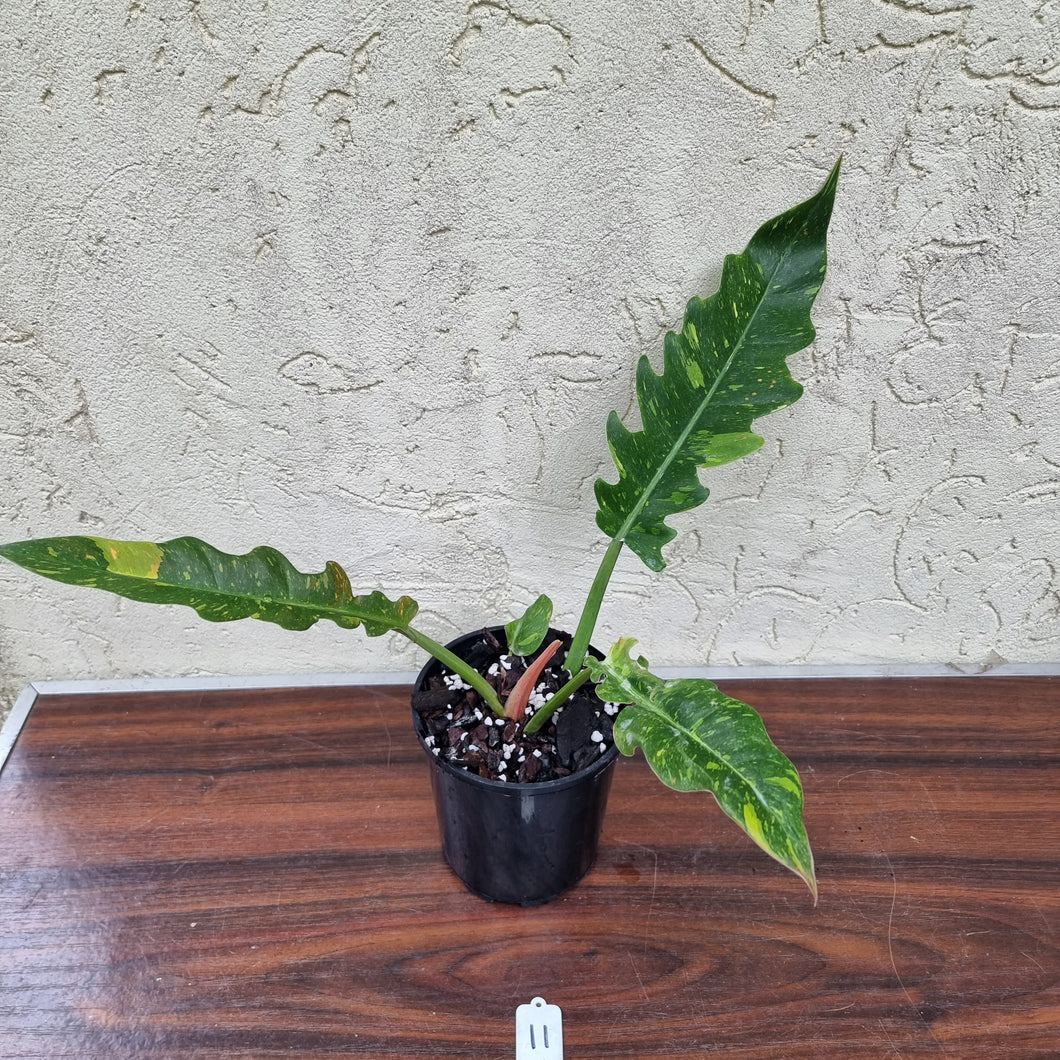 #11 Philodendron Autumn Queen - Rooted/Shot Cutting