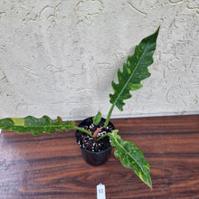 Load image into Gallery viewer, #11 Philodendron Autumn Queen - Rooted/Shot Cutting